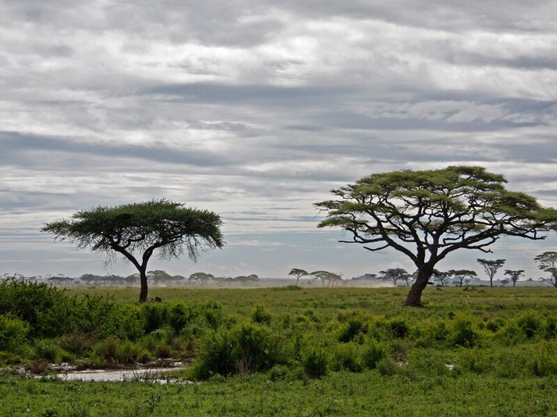 High Season Vs. Low Season Tanzania Safari – Time Can Make the Difference!
