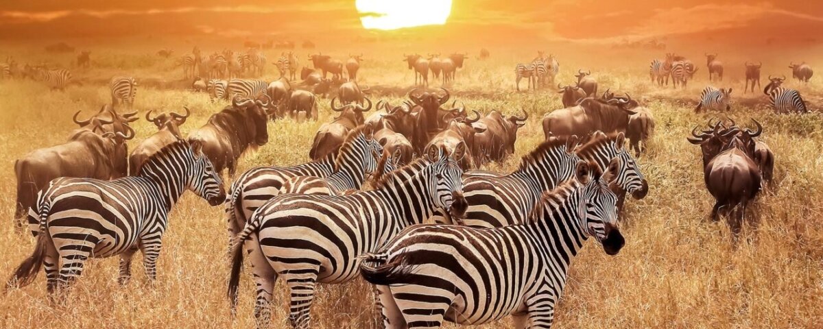 Tanzania Tours & Vacation Packages