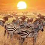 Tanzania Tours & Vacation Packages