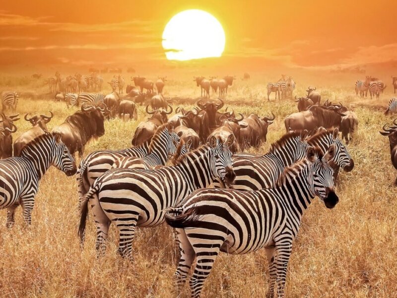 Tanzania Tours & Vacation Packages