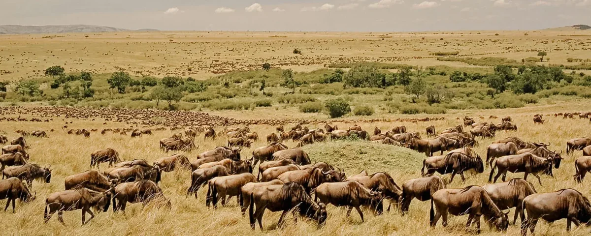 Tanzania Safari Packages
