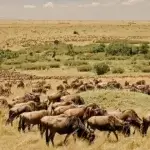 Tanzania Safari Packages