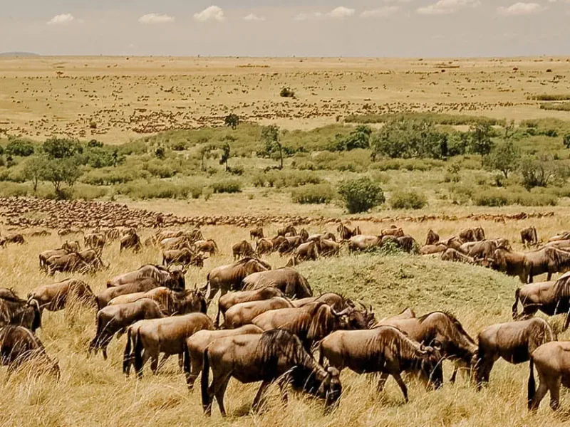 Tanzania Safari Packages