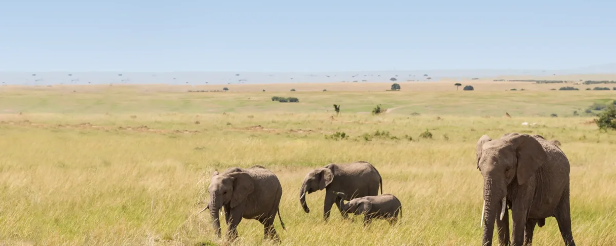 Best Time for Tanzania Safari Packages