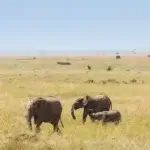 Best Time for Tanzania Safari Packages