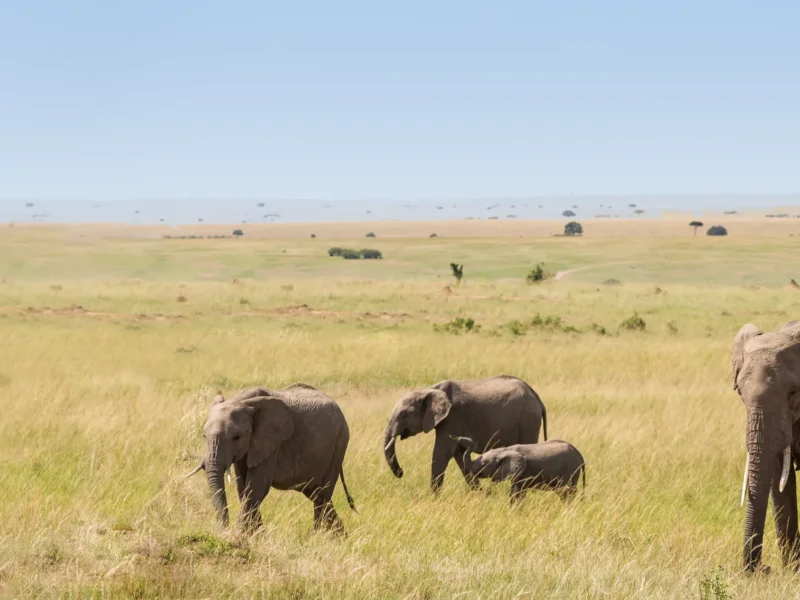 Best Time for Tanzania Safari Packages