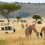 Tanzania Safari Guides – Setting the Gold Standard of Safari Guiding in Tanzania