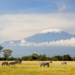Where to Go and What to See in Moshi After Kilimanjaro Hike