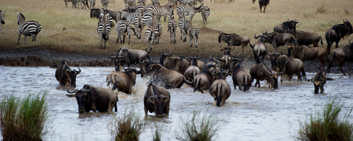 What Will Be the Most Thrilling Event in Your Tanzania Safari?