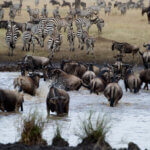 What Will Be the Most Thrilling Event in Your Tanzania Safari?