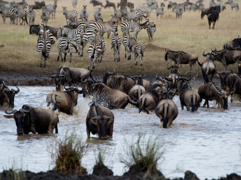 What Will Be the Most Thrilling Event in Your Tanzania Safari?