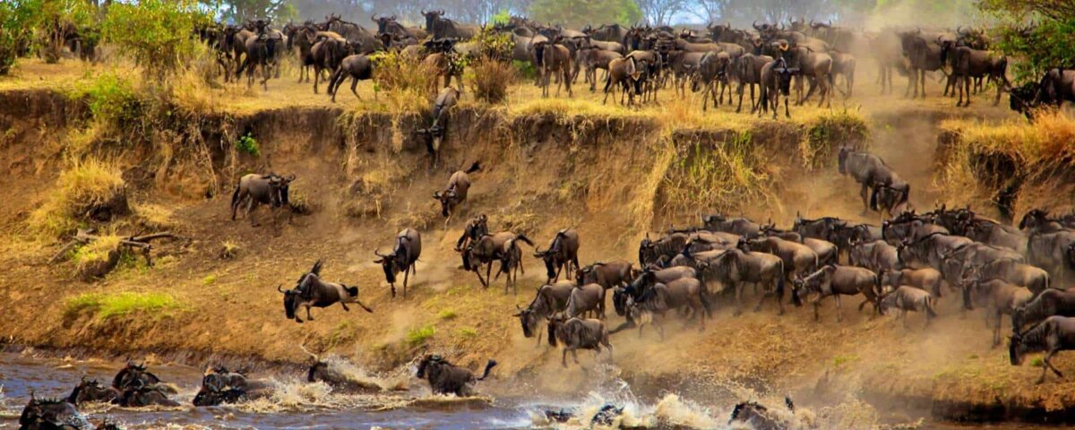 Facts You Never Knew About Serengeti Wildebeest Migration