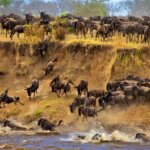 Facts You Never Knew About Serengeti Wildebeest Migration