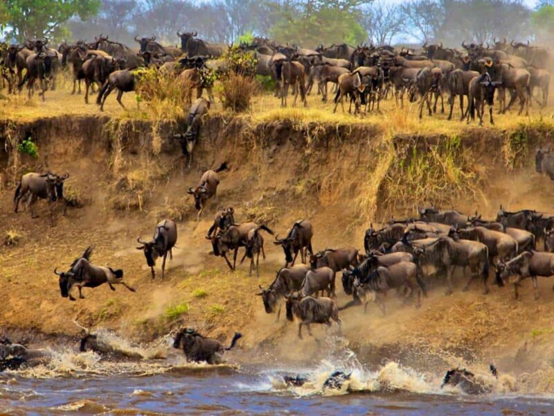 Facts You Never Knew About Serengeti Wildebeest Migration