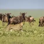 7 Amazing African Wild Animals to See on a Tanzania Safari Beyond the Big Five