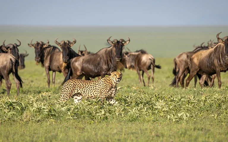 7 Amazing African Wild Animals to See on a Tanzania Safari Beyond the Big Five