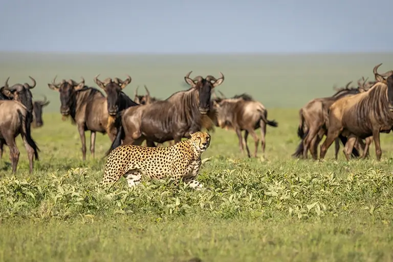 7 Amazing African Wild Animals to See on a Tanzania Safari Beyond the Big Five