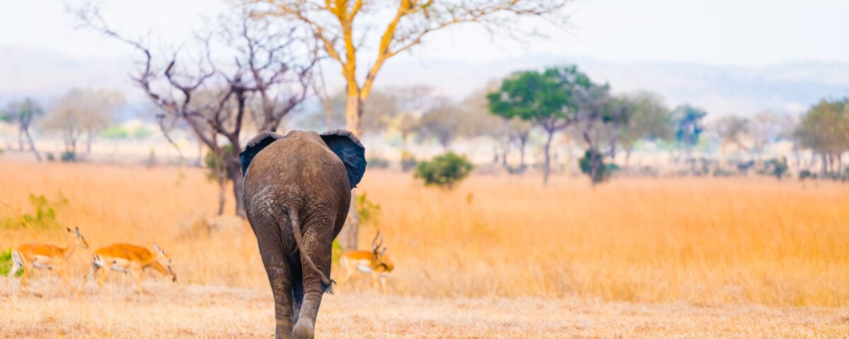Mikumi National Park Safaris
