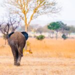 Mikumi National Park Safaris