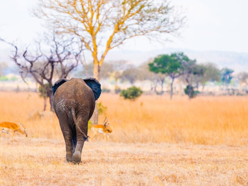Mikumi National Park Safaris