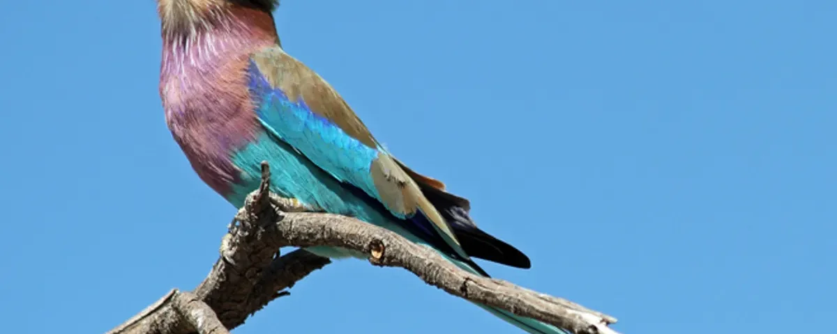 Tanzania Safari for Rare Bird Species