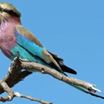 Tanzania Safari for Rare Bird Species