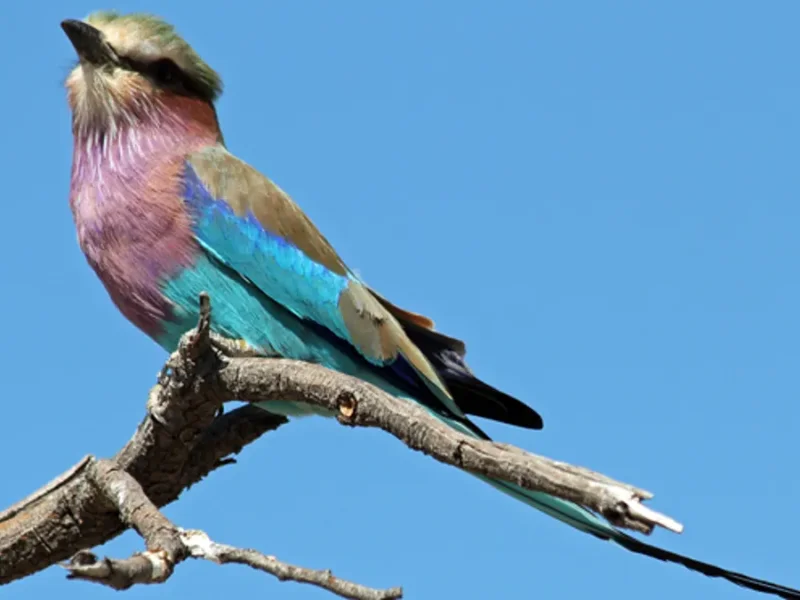 Tanzania Safari for Rare Bird Species