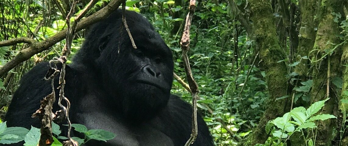 Tanzania Safari and Rwanda Gorilla Trekking