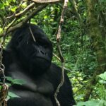 Tanzania Safari and Rwanda Gorilla Trekking