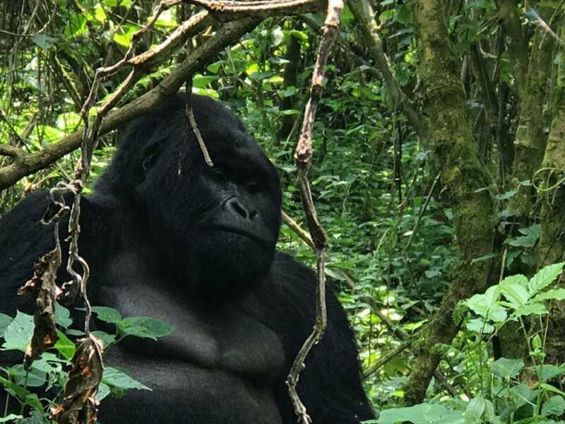 Tanzania Safari and Rwanda Gorilla Trekking