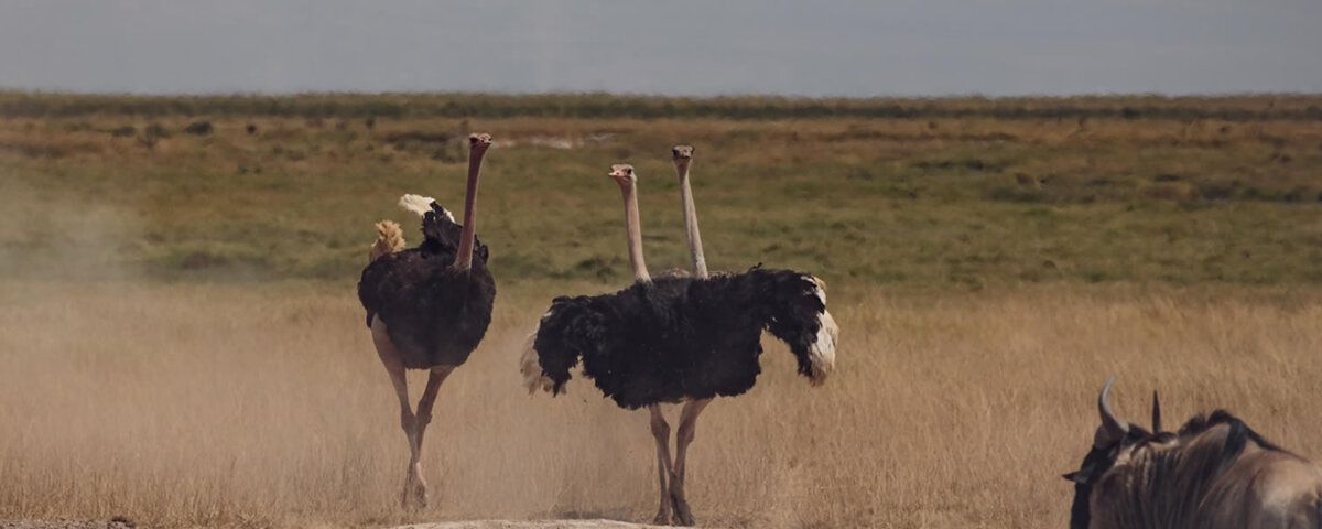 Tanzania Bird Watching Safaris