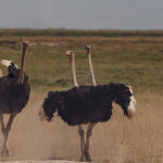 Tanzania Bird Watching Safaris