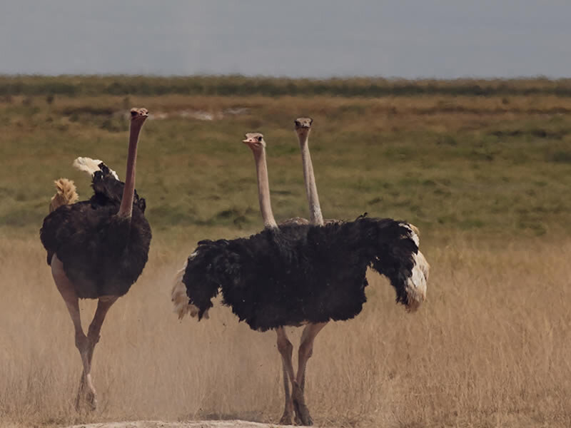 Tanzania Bird Watching Safaris
