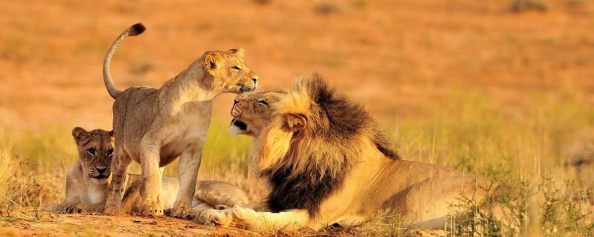 9 Days Tanzania Safari Adventures