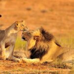 9 Days Tanzania Safari Adventures
