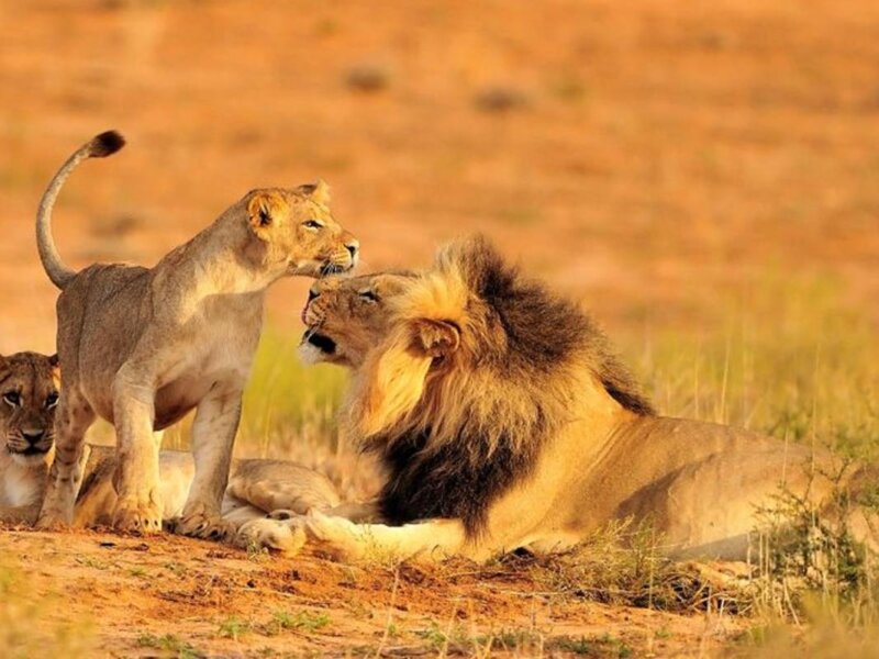9 Days Tanzania Safari Adventures