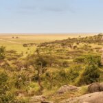 Tanzania Midrange Safari Tours: The Perfect Balance of Comfort and Value