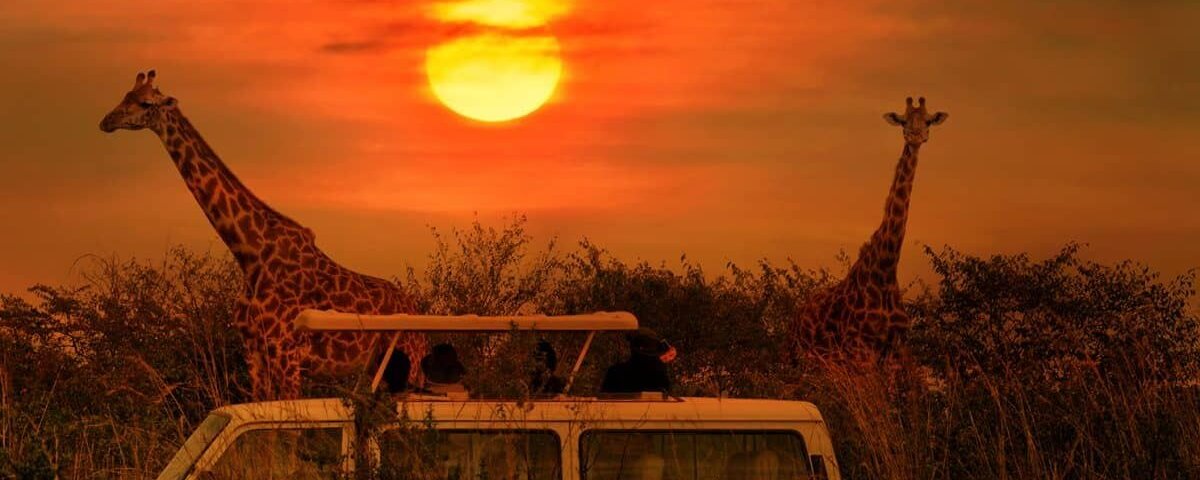 December Tanzania Safari Holidays – Best Festive Season Safari in Tanzania