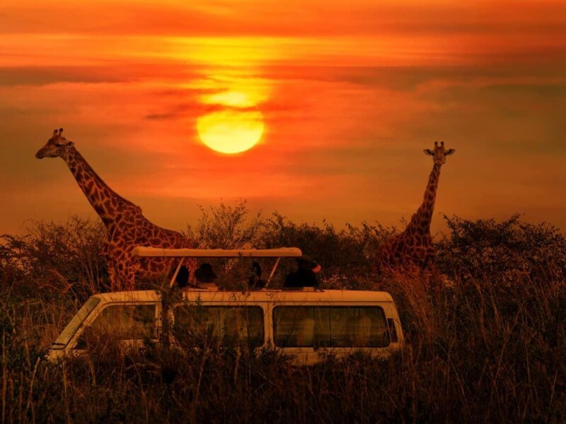 December Tanzania Safari Holidays – Best Festive Season Safari in Tanzania