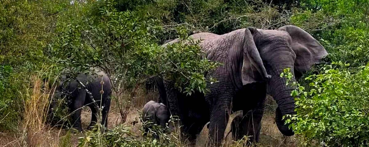 19 Days Tanzania Safari Packages