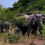 19 Days Tanzania Safari Packages