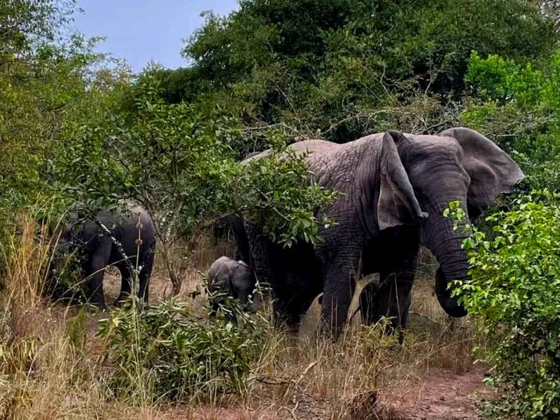 19 Days Tanzania Safari Packages