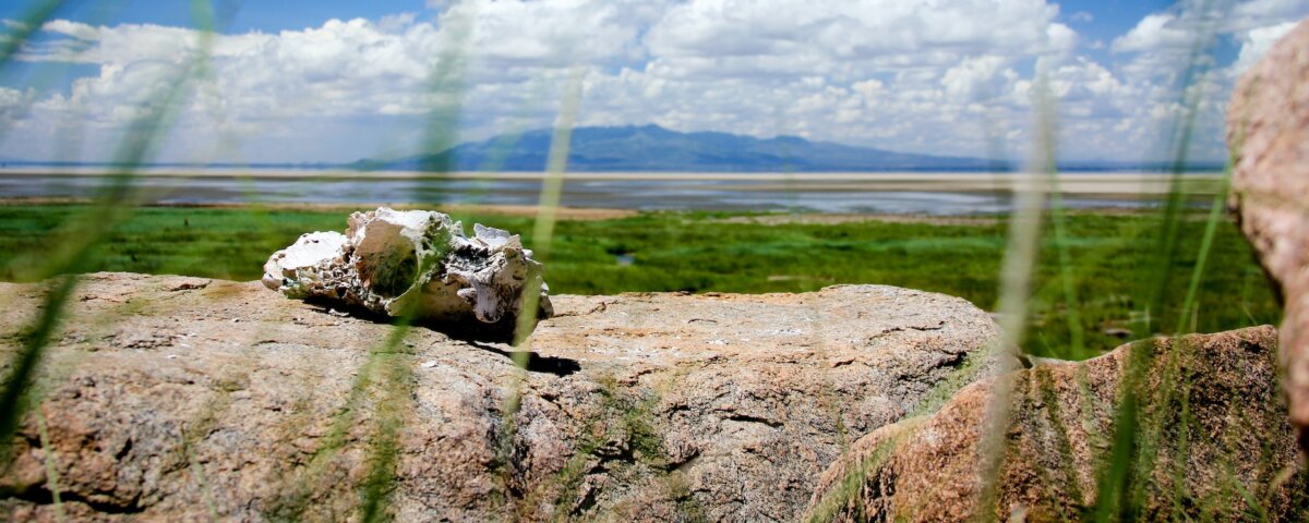 2 Days Tanzania Safari Tours