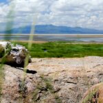 2 Days Tanzania Safari Tours