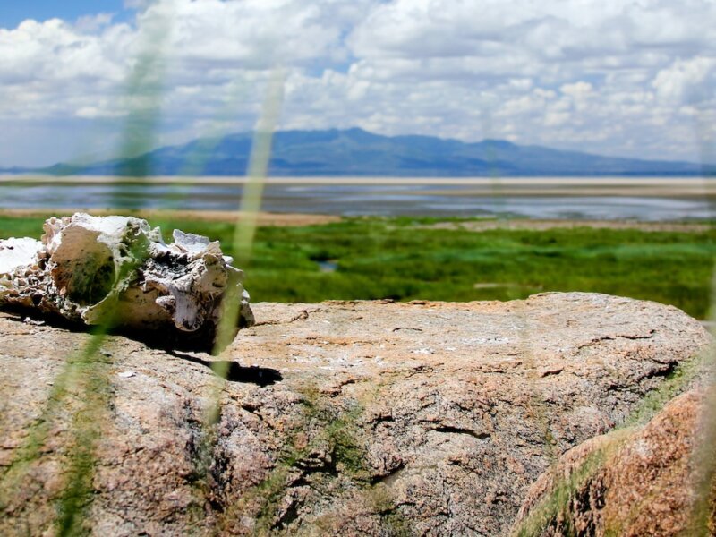 2 Days Tanzania Safari Tours