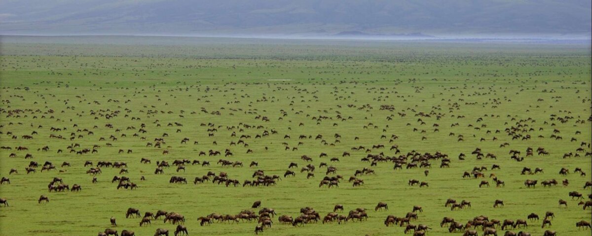 Saadani National Park Safari Tours