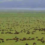 Saadani National Park Safari Tours