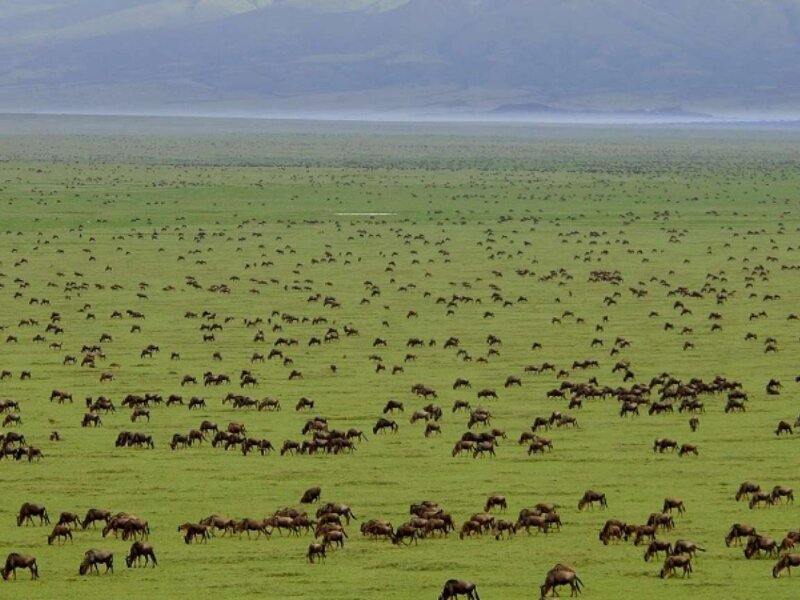 Saadani National Park Safari Tours