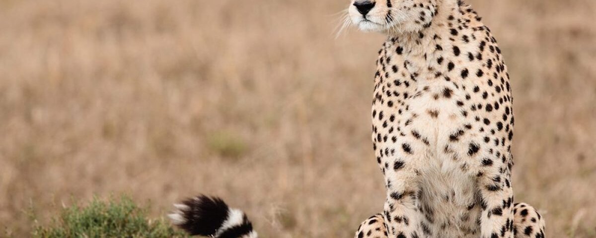 3-Day Maasai Mara Safari Itinerary