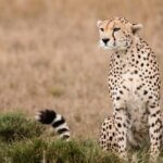 3-Day Maasai Mara Safari Itinerary